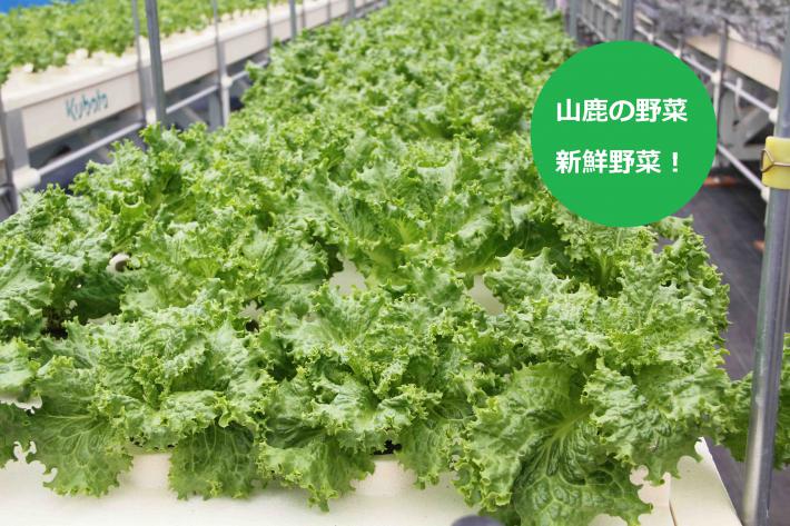 八浪さんの完全無農薬リーフレタス