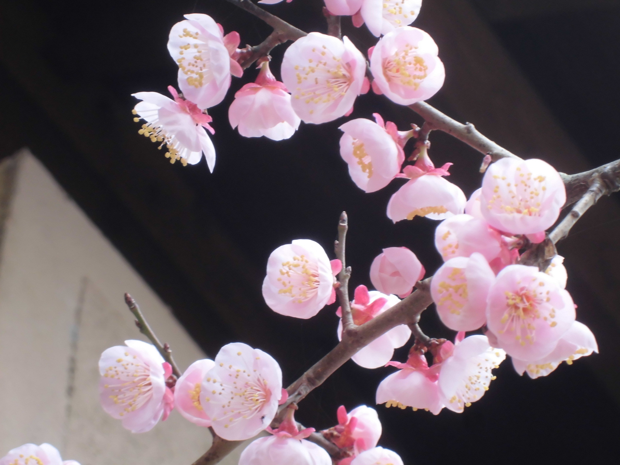 あんずの丘の あんずの花 が見頃を迎えます 山鹿市菊鹿町 食の王国山鹿ポータルサイト 山鹿市物産館連絡協議会