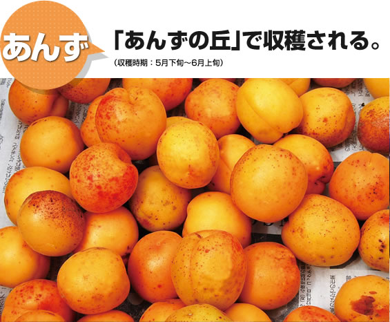 あんず 「あんずの丘」で収穫される。