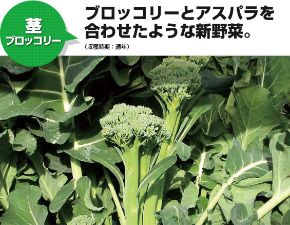 茎ブロッコリー ブロッコリーとアスパラを合わせたような新野菜。