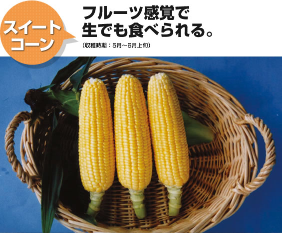 スイートコーン フルーツ感覚で生でも食べられる。