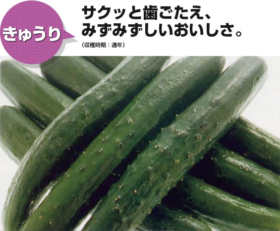 きゅうり サクッと歯ごたえ、みずみずしいおいしさ。