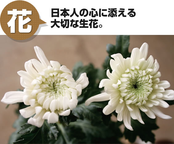花 日本人の心に添える大切な生花。