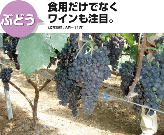 ぶどう 食用だけでなくワインも注目