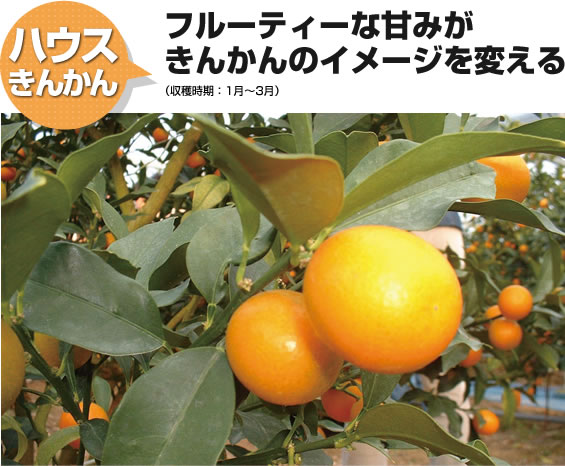 ハウスきんかん フルーティーな甘みがきんかんのイメージを変える