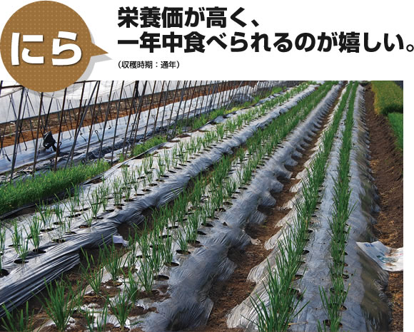 にら 栄養価が高く一年中食べられるのが嬉しい。