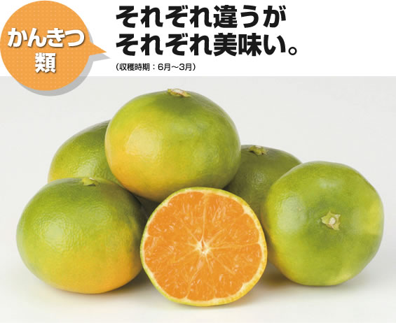 かんきつ類 それぞれ違うがそれぞれ美味い