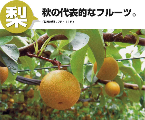 梨 秋の代表的なフルーツ。
