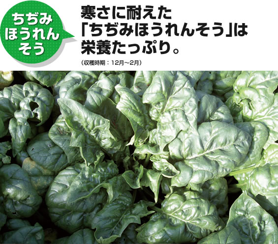 ちぢみほうれんそう 寒さに耐えた「ちぢみほうれんそう」は栄養たっぷり。