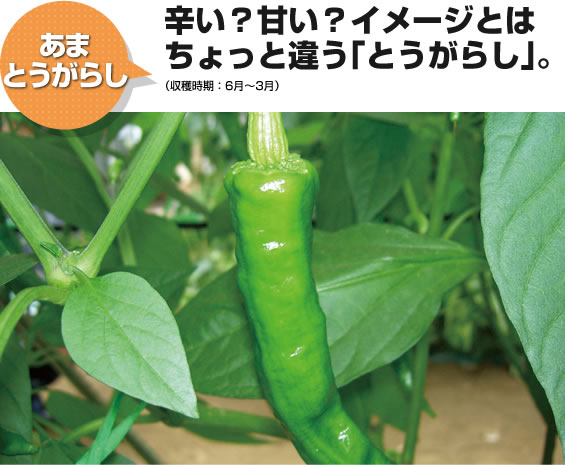 あまとうがらし 辛い?甘い?イメージとはちょっと違う「とうがらし」。