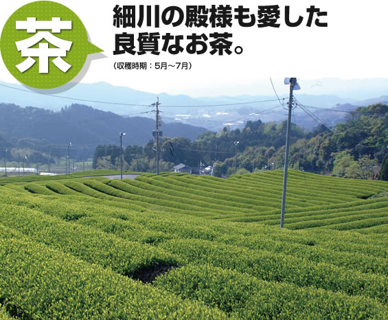 茶 細川の殿様も愛した良質なお茶
