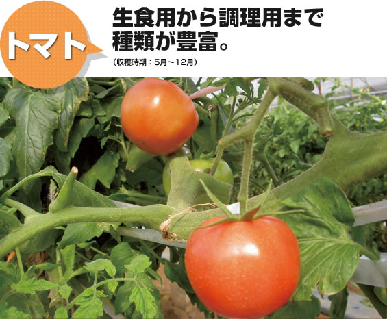 トマト 生食用から調理用まで種類が豊富。