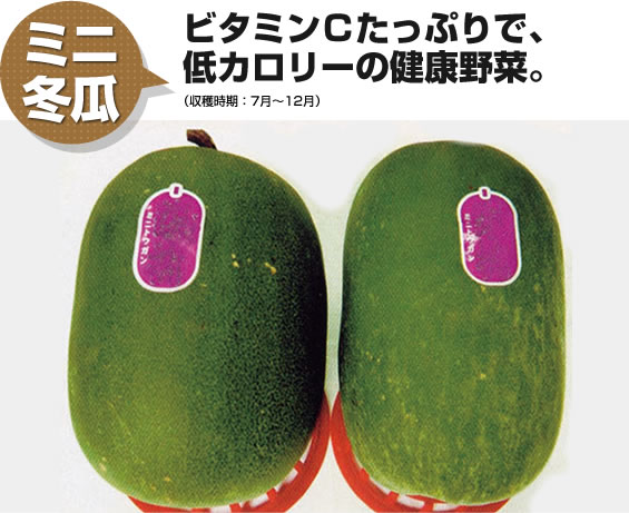 ミニ冬瓜 ビタミンCたっぷりで低カロリーの健康野菜。