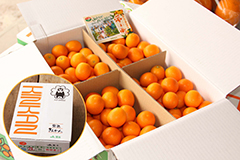 完熟ハウスきんかん「夢小町」　3kg　7,425円(税込)